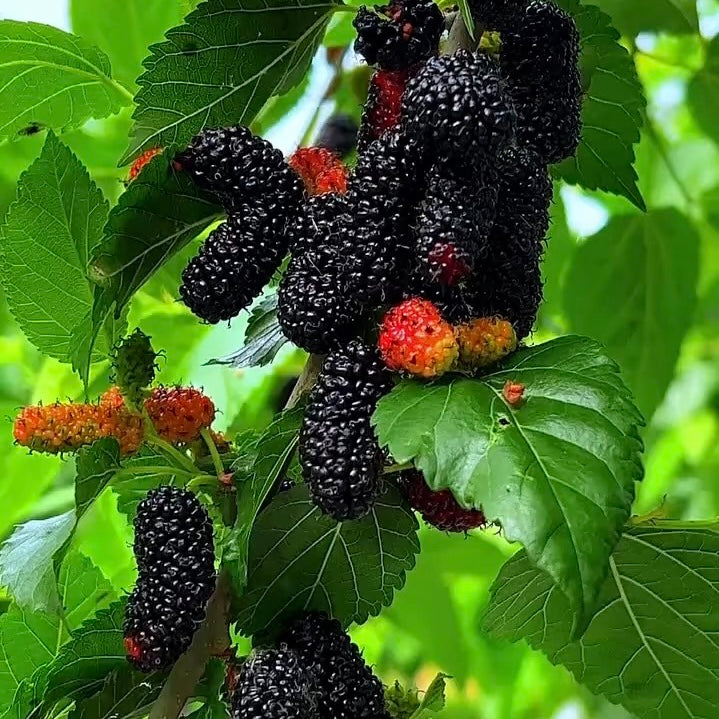 Blackberry & Strawberry Fruit Tea