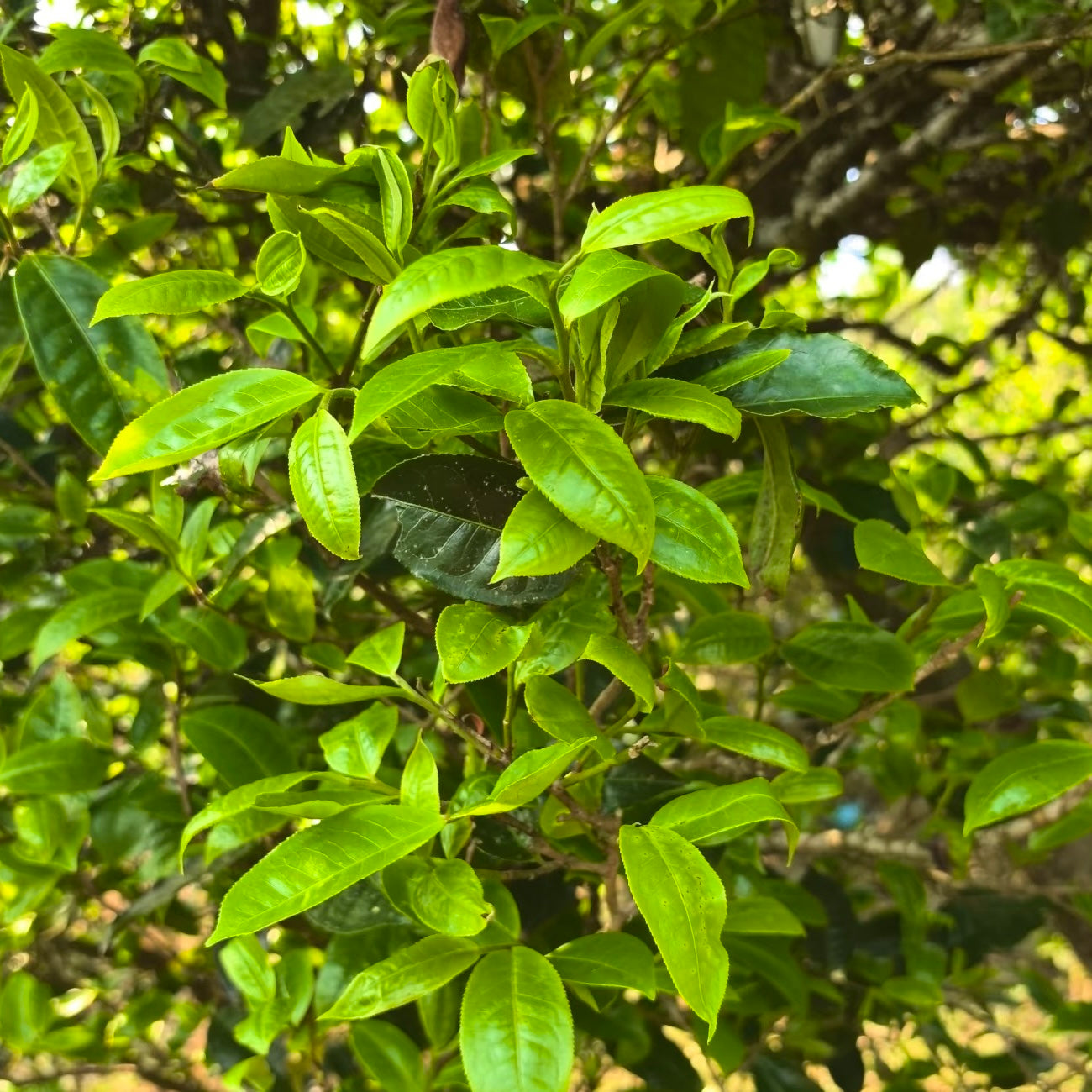 Dianhong Black Tea