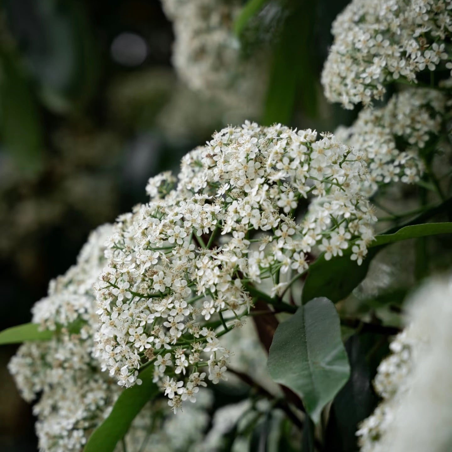 Elderflower Oolong Tea