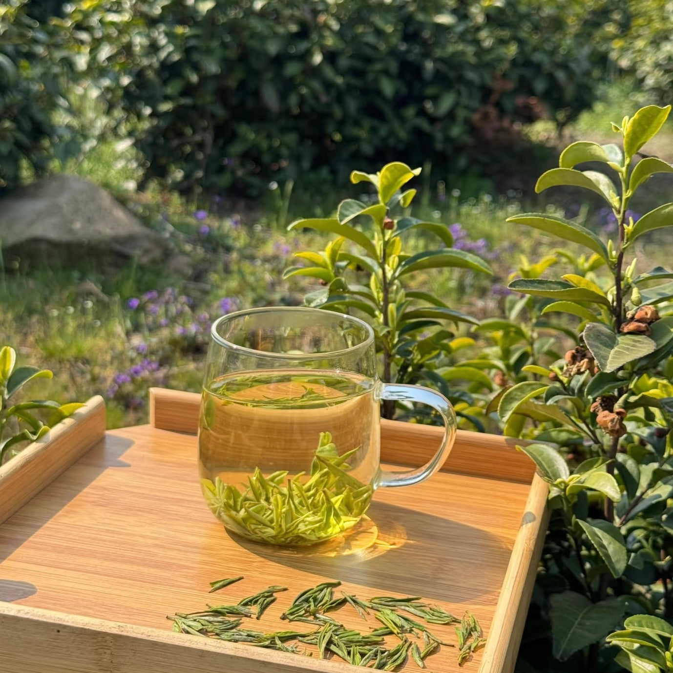 Huangshan Maofeng Green Tea
