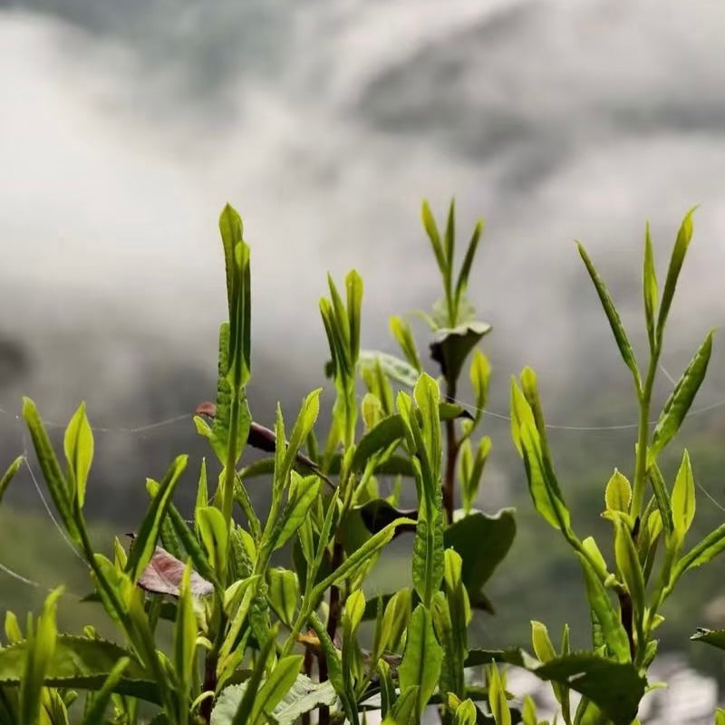 Huangshan Maofeng Green Tea
