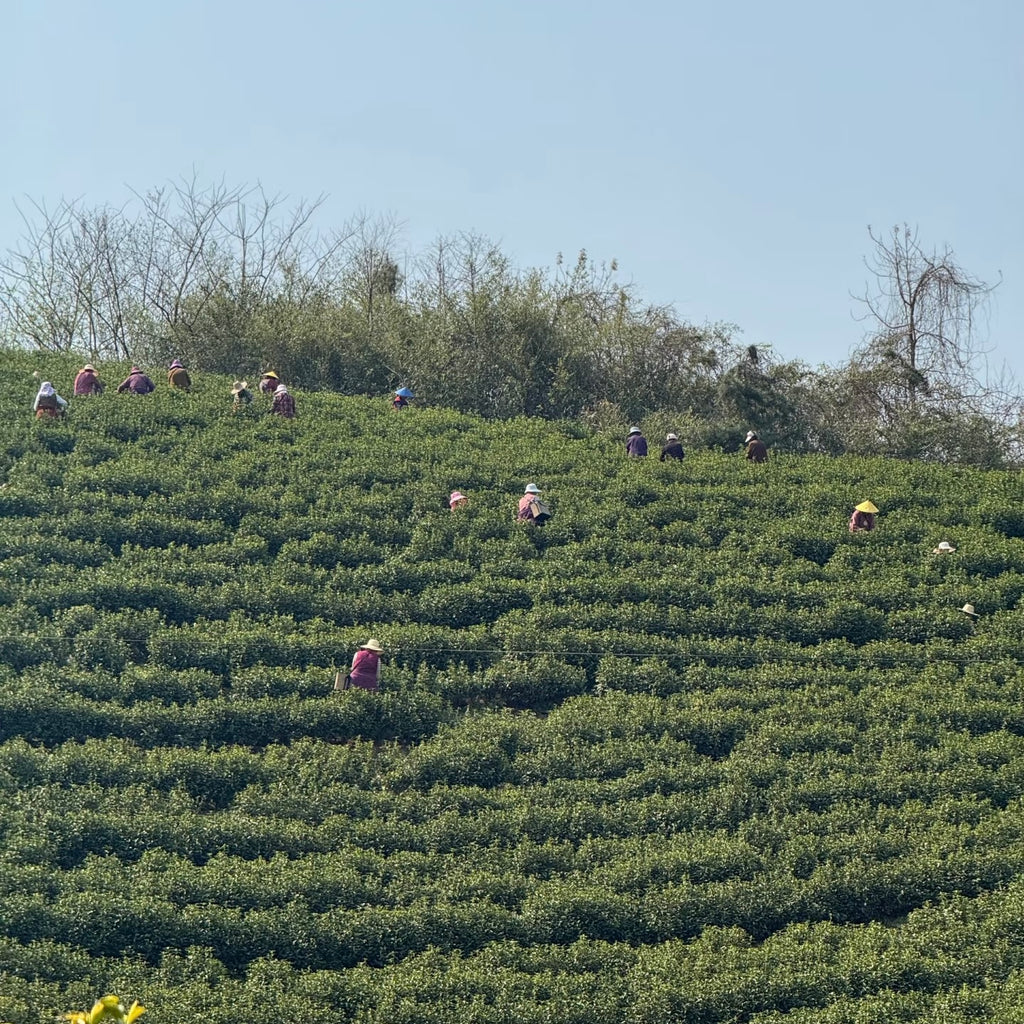 Huangshan Maofeng Green Tea