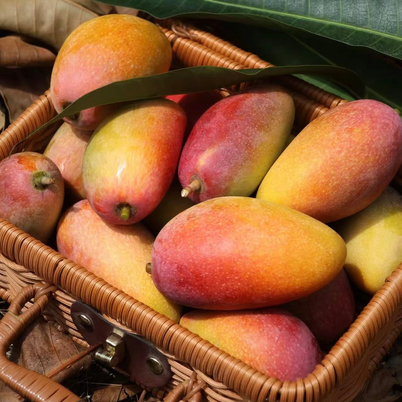 Ginger, Apple & Mango Herbal Tea