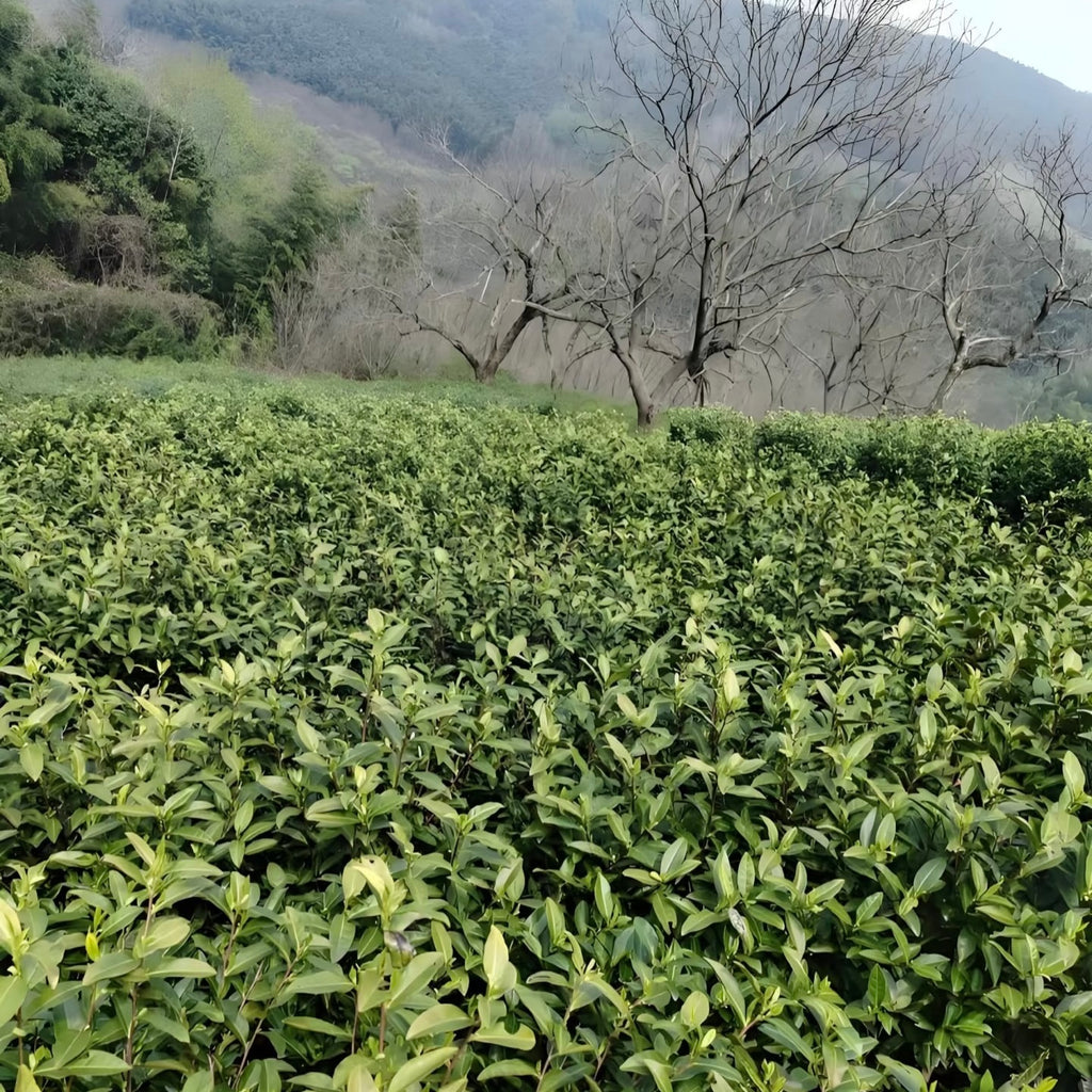 Liyang White Tea
