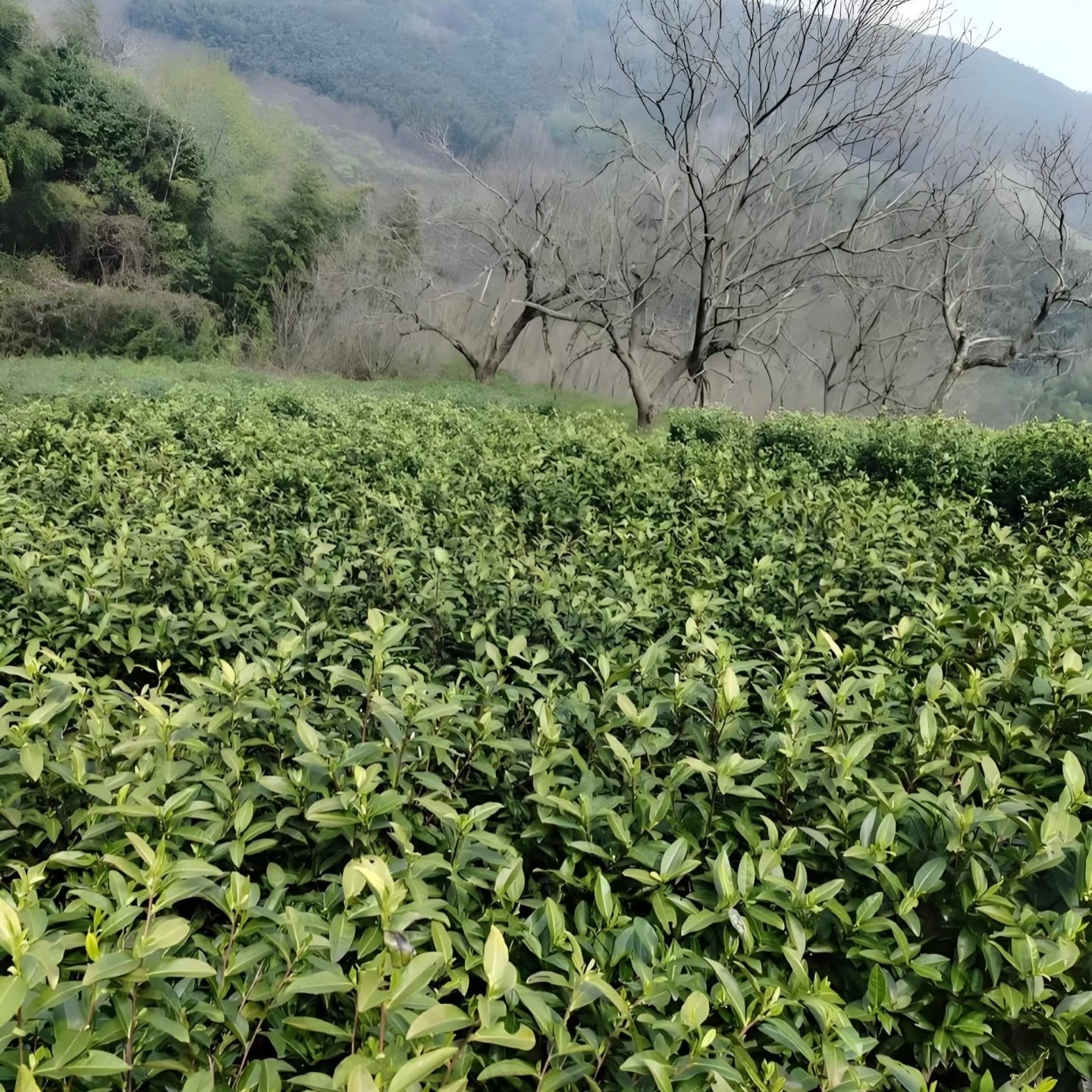 Liyang White Tea