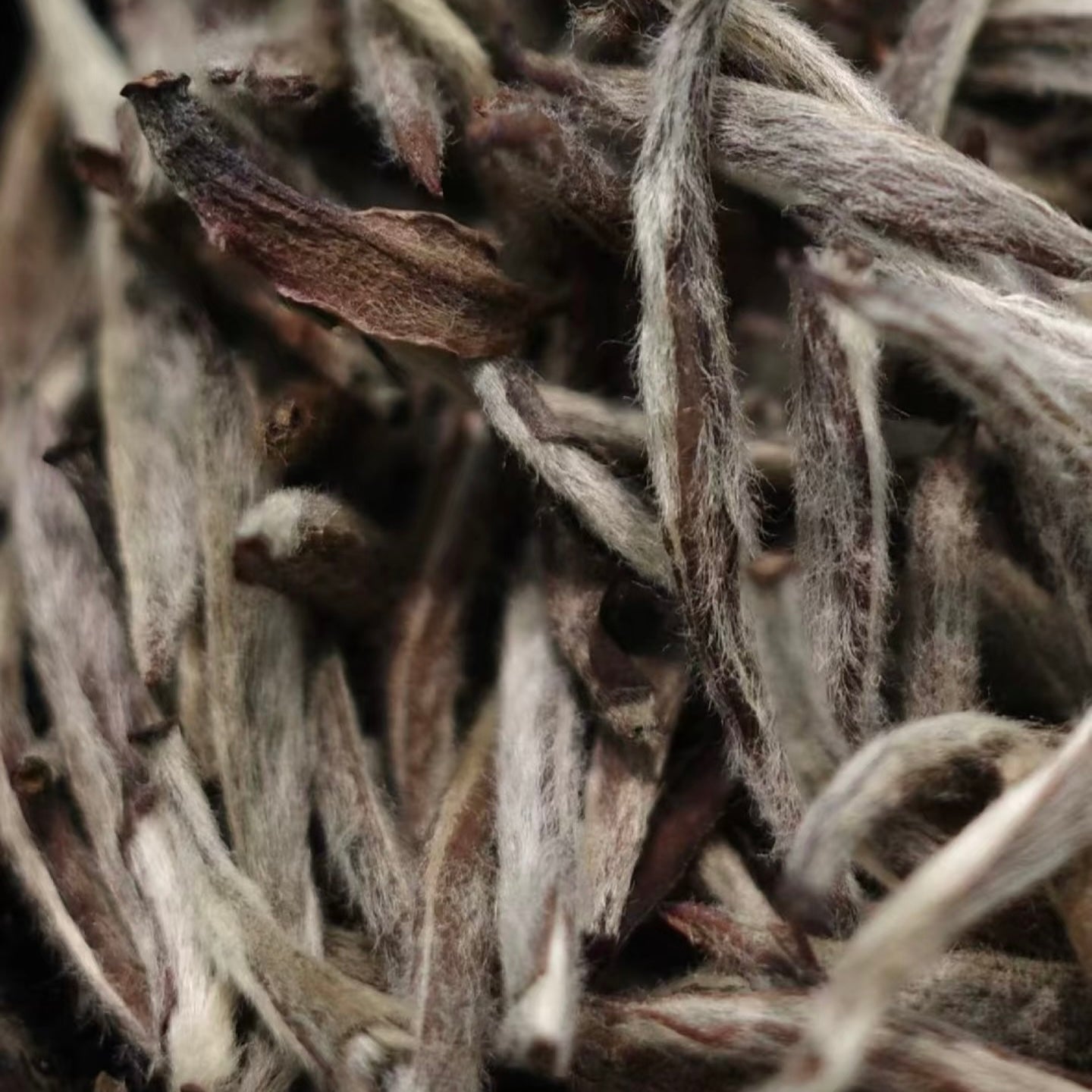 Silver Needle White Tea