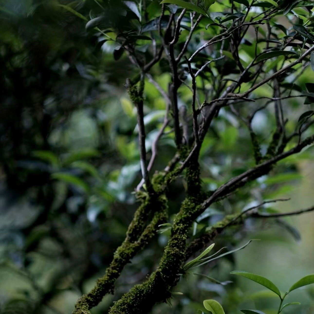 Wuyi Shuixian Rock Oolong Tea