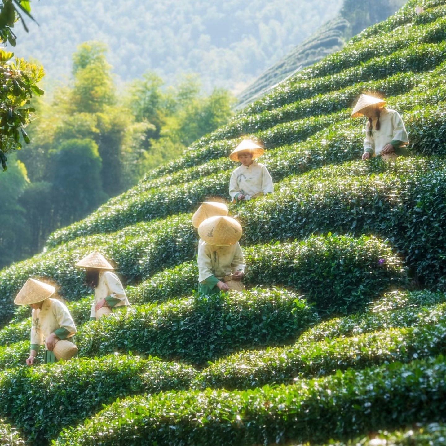 Xihu Dragon Well Green Tea