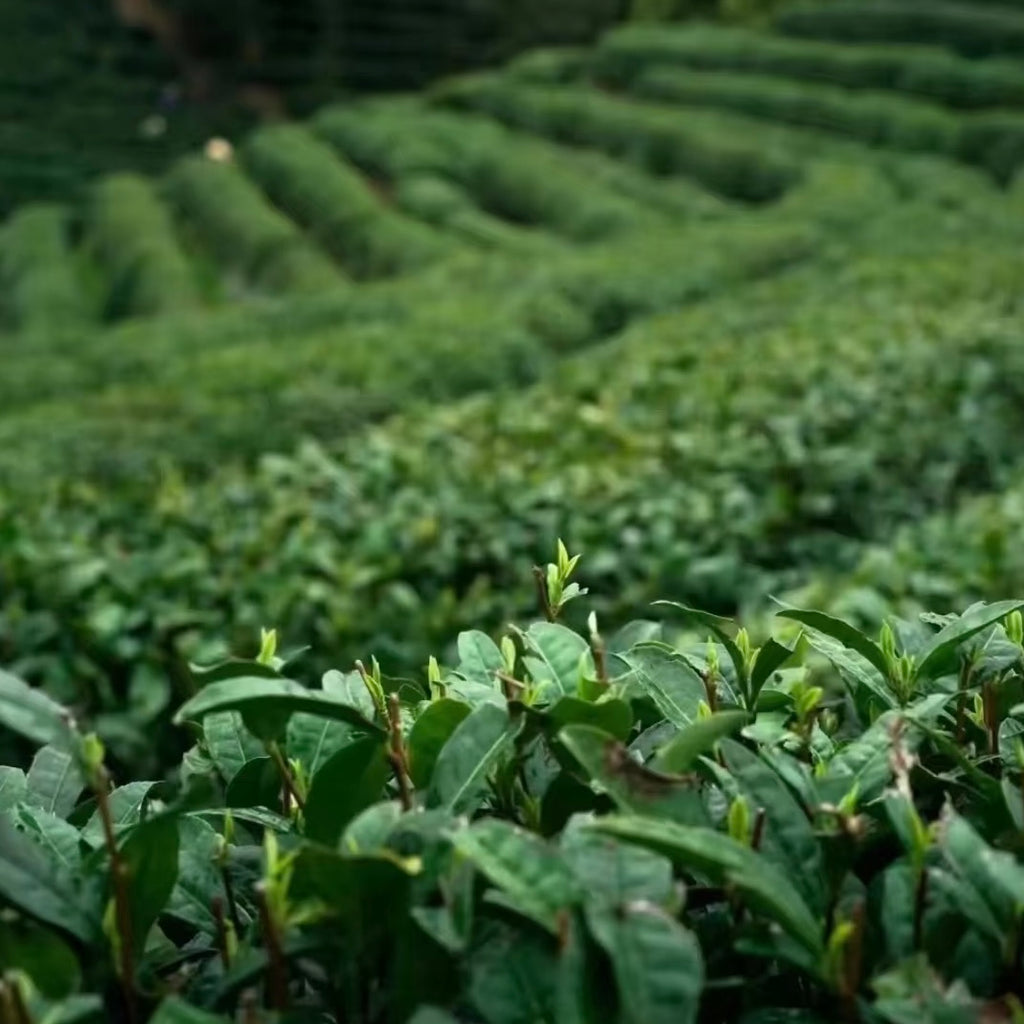Xinyang Maojian Green Tea