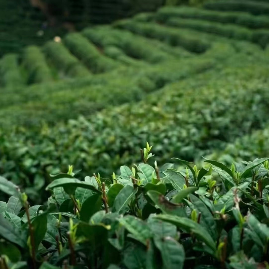 Xinyang Maojian Green Tea
