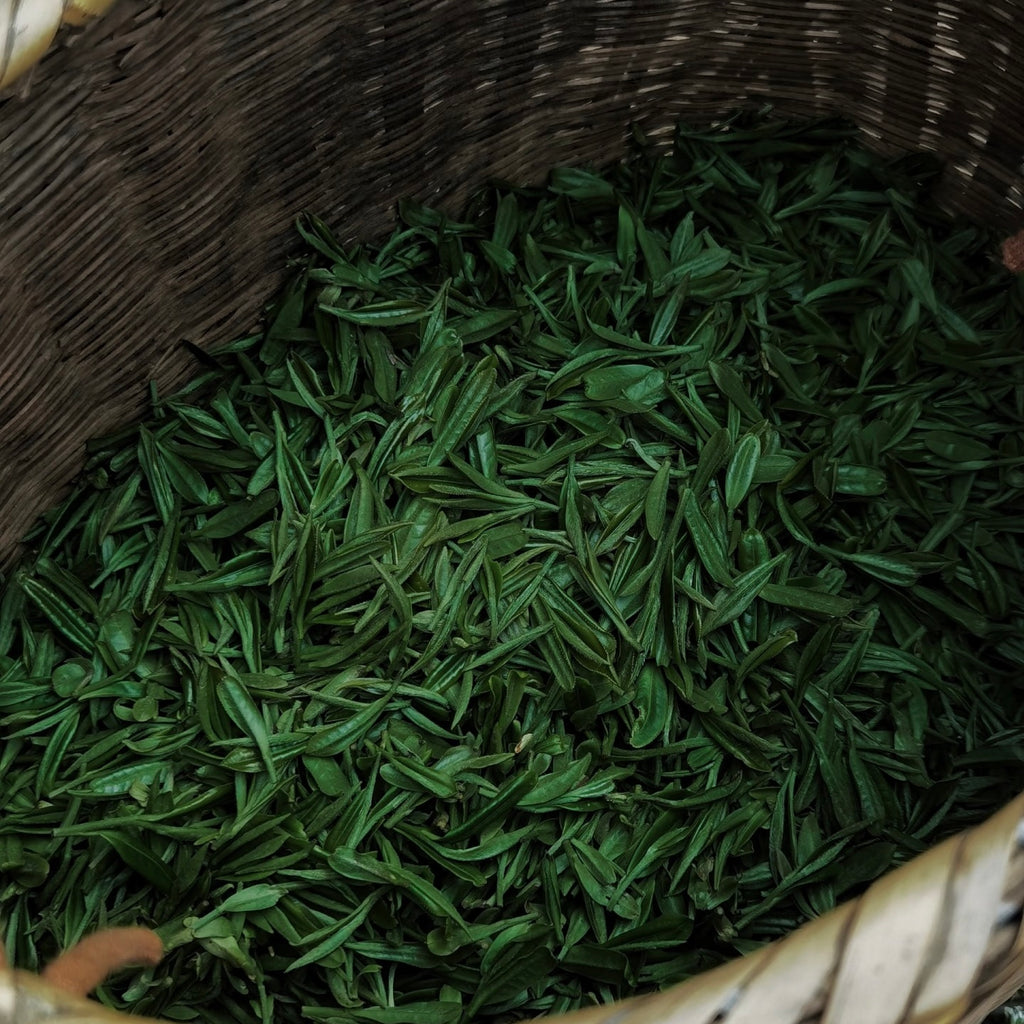 Xinyang Maojian Green Tea