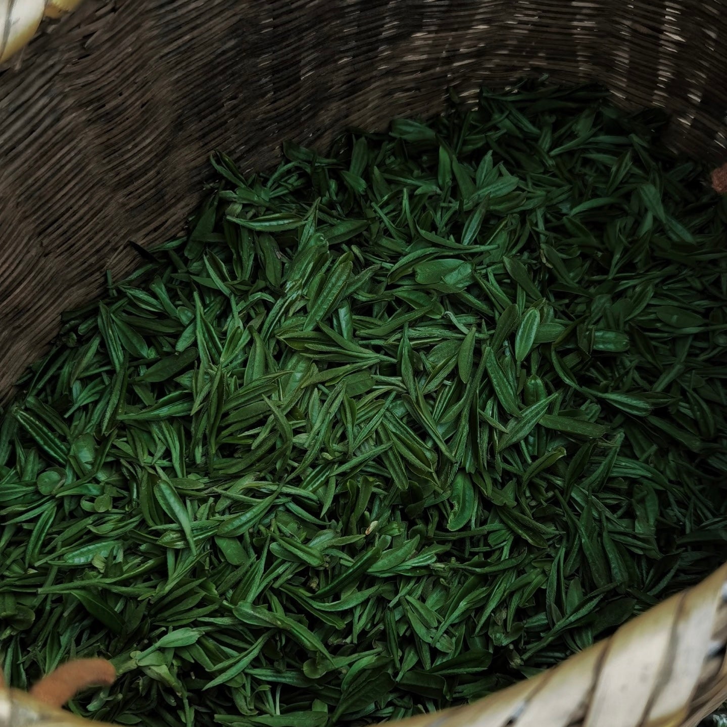 Xinyang Maojian Green Tea